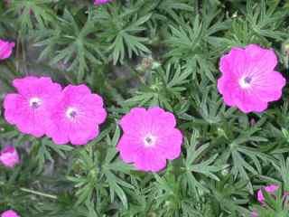 Geranium sanguineum, Blodstorkenebb Denne planten kommer fra en