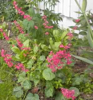 Heuchera sanguinea, Purpuralunrot Opphavet til denne planten kommer fra en hage på Hønefoss. Planten blei gitt til Gamle Hvam museum av ei dame som husker alunrota fra bestemoras hage på 1940 tallet.