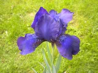) Blå hageiris Opphavet til denne irisen dukket opp blant annen iris på Gamle Hvam