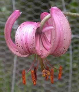 Lilium martagon Nes, Martagonlilje Denne liljen kommer opprinnelig fra en gård i Nes, og der har den stått siden seint på 1930-tallet.