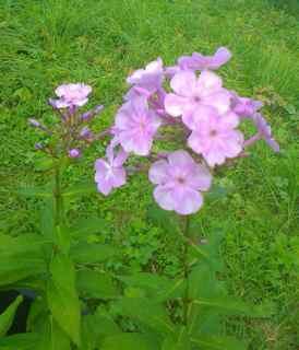 Phlox paniculata Hauen, syrinfarget høstfloks Opphavet til denne planten har gått i arv i flere generasjoner.