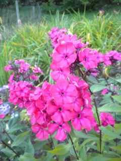 Phlox paniculata Wilhelm Kesselring, Høstfloks Denne planten har gått i arv i flere generasjoner.