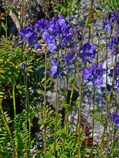 Phlox paniculata,høstfloks, skarp rødrosa Denne flargeklatten av en høstfloks kommer fra en villahage i Sørum kommune, og har stått her fra før fra før 1970. Fargen er skarp og lysende rødrosa.