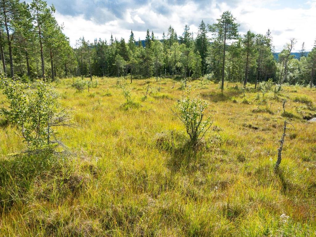 lokaliteten. I tillegg mye tuer og høljer.