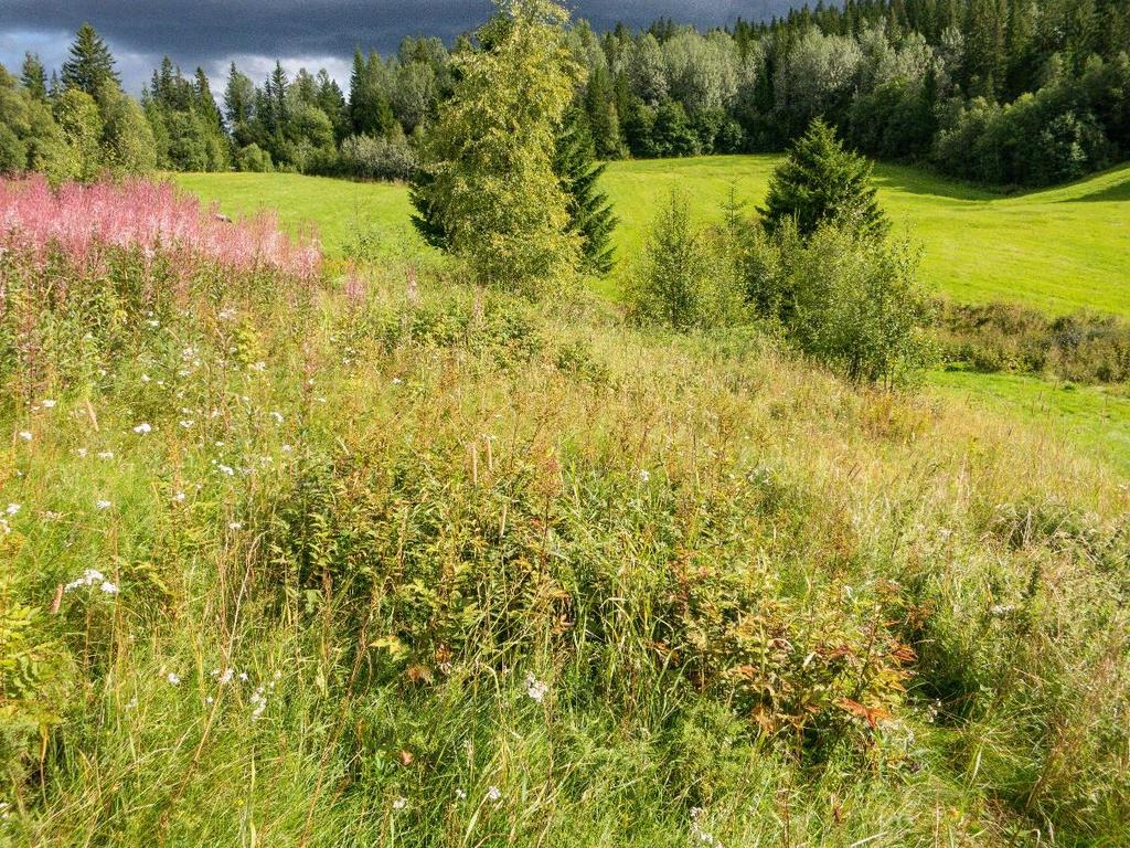 En furu står sentralt i dette området.