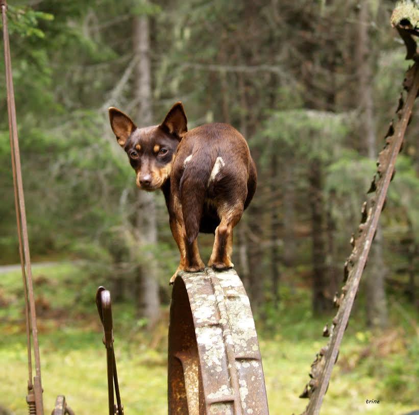 Lancashire Heeler