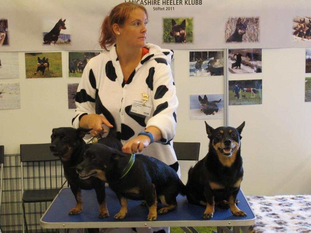 Norsk Lancashire Heeler stand på EDS Wenche Linga Møllerhaug tok ansvaret med å sette opp stand for Norsk Lancashire Heeler Klubb på EDS i år.