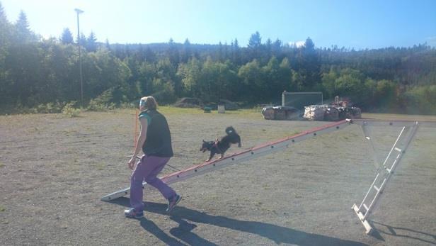 Nybegynner eier og nybegynner hund trenger tid for å kjenne hverandre, men nå begynner det å komme seg, sier Linda.