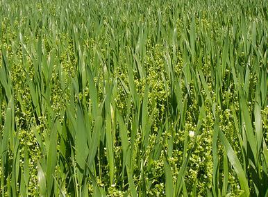 Bekjempelse av resistent ugras (vassarve) Hovedsak resistens mot lavdosemidlene (Sulfonyllurea-m.