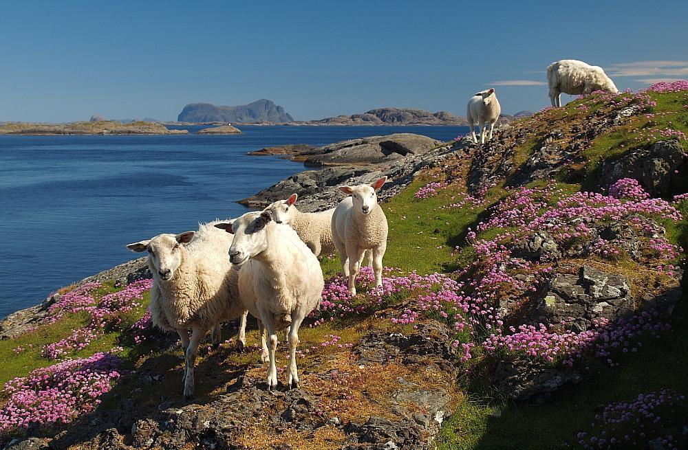 Flatøy: Buskfuru, gran og lauvtre blei fjerna i 2007, og lyngen svidd av på den sørlege delen av øya. Lyngbrenning blei gjennomført på den nordlege delen vinteren 2010.