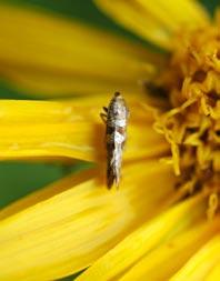 Solblomengmøll (Digitivalva arnicella) fotografert på solblom