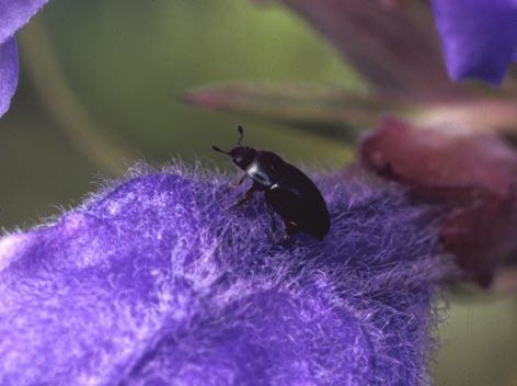 Registrering og overvåking av utvalgte insektarter i Oslo kommune III Figur 22.