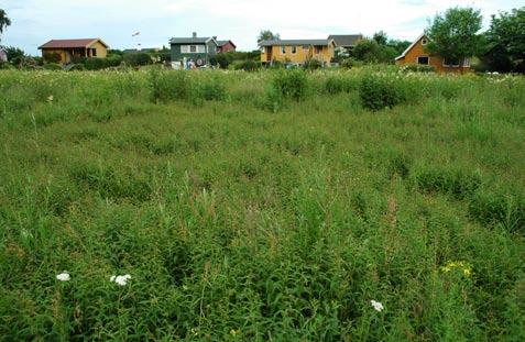 Endrestøl et al. 2007 Lindøya - Besøkt 28.06.07 Lindøya ble i 2005 relativt godt kartlagt, fordi denne da var den største øya i undersøkelsen og en felleserie var utplassert der (Endrestøl et al.