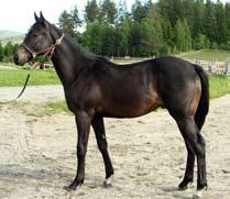 hoppe e Deceptor (USA) I dont Do Walkin (USA) Katalog nr 4, hingst e