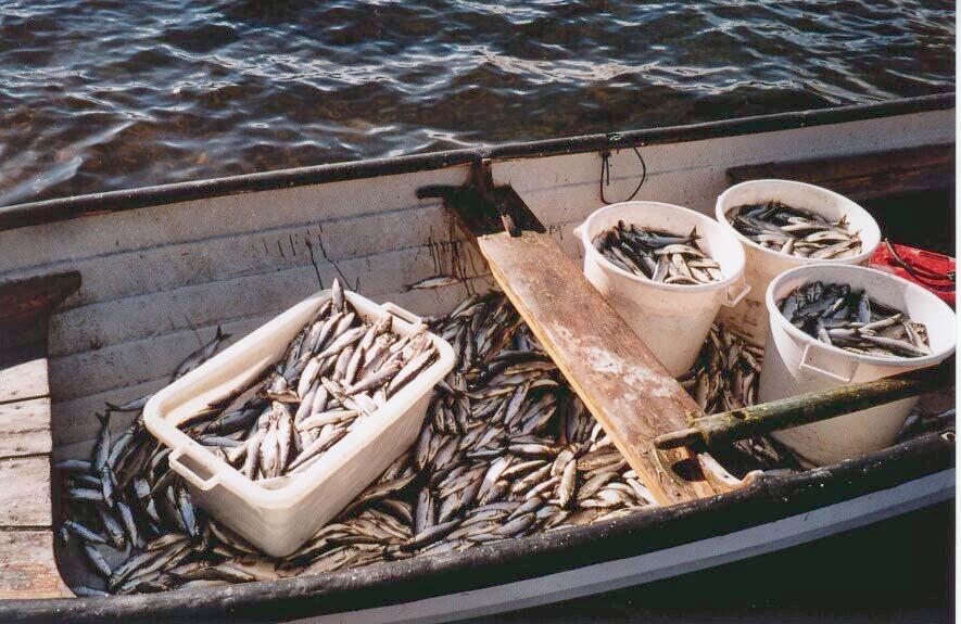 Skrevatn grunneigarlag 1996 Wraa, HiG 1998 Tynningsfiske, Faun 24 Tynningsfiske, Faun 25 Flytegarn, 22,5 og 31 med mer Prøvefiske med same type garn som i 1993 Storruse, 3 m høg, 1 ruse Storruse, 3 m