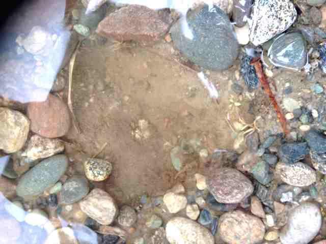 Figur 30 Det er fullt med sand under steinen. Sanden er som et avtrykk av steinen og det er åpenbart at Surna behøver å spyles ut så det finnes hulrom for elvelivet.