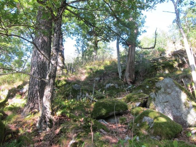 Lågurt-eikeskog på Borås.