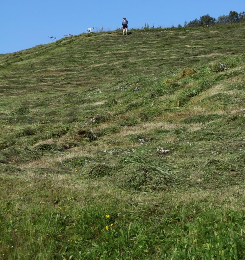 mosaikk med et par fuktdrag som strekker seg fra midten av lokaliteten og nedover i enga (bekkeblom,