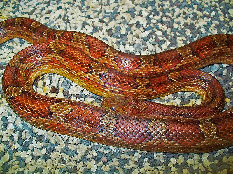 Kornsnok, Pantherophis