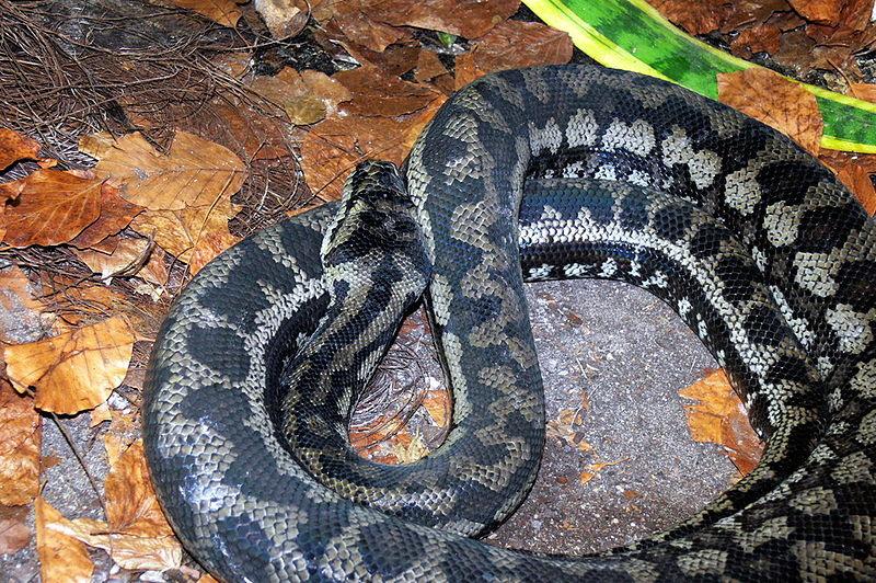 Teppepyton, Morelia spilota.