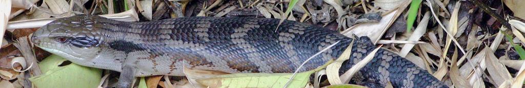 Dette har gitt opprinnelsen til det engelske navnet ridgetail monitor. Arten finnes naturlig i nordvestre Australia, hovedsakelig i ørken og tørre, steinete områder (Wikipedia6).