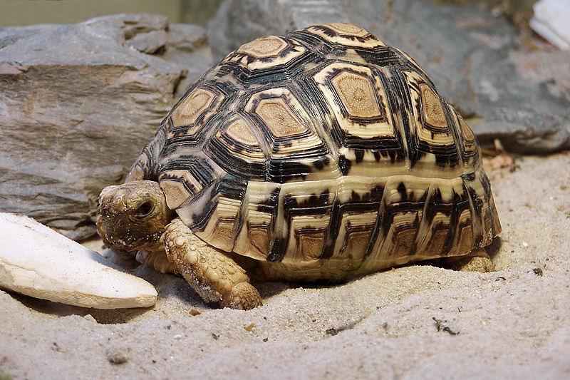 Leopardskilpadde (Geochelone pardalis) Orden: Testudines.