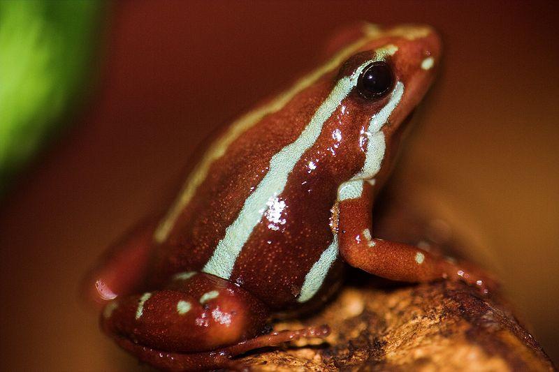 Trefarget dvergfrosk, Epipedobates tricolor.