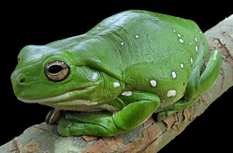 Whiteløvfrosk, Litoria caerulea.