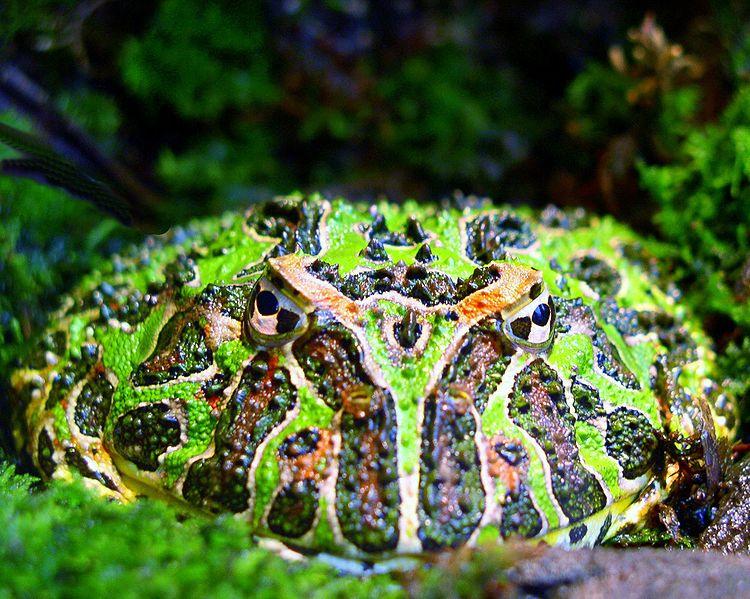 Argentinsk hornfrosk, Ceratophrys ornata. Kilde: Wikimedia Salamandra salamandra (Caudata, Salamandridae) europeisk ildsalamander Slekta Salamandra består av ca.