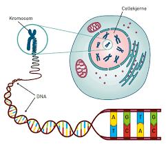 Naturfag Emne: Arvestoff Arbeidsoppgaver: Gjøre greie for celledeling og for genetisk variasjon og arv. Uke 36: Ukens ord: DNA, kromosom, et gen, egenskap, genom Vi gjennomgår s.