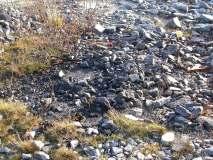 Rester etter avfallsbrenningen viste at virksomheten også har brent annet avfall enn rene trepaller, for eksempel plast (bilde 4 og 5).