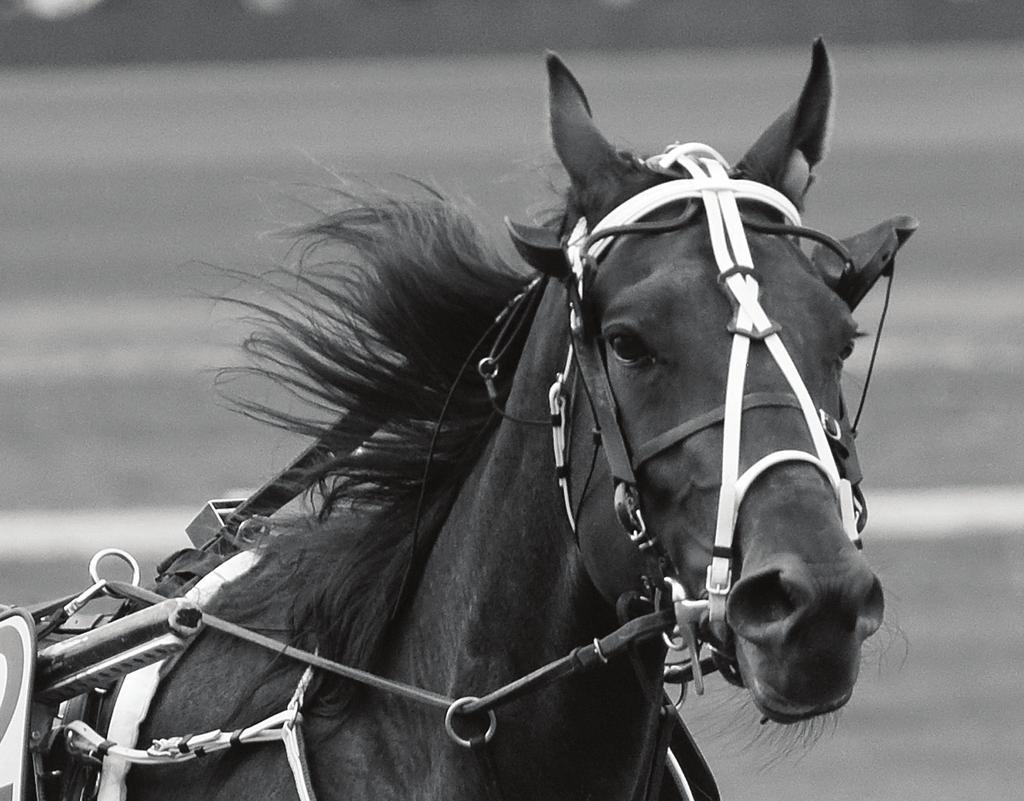 For hester som skal utvikle seg er det viktig med et fôr som også gjør det! Bak Champion står det et våkent og kunnskapsrikt team som er raske til å ta tilbakemeldinger fra markedet.