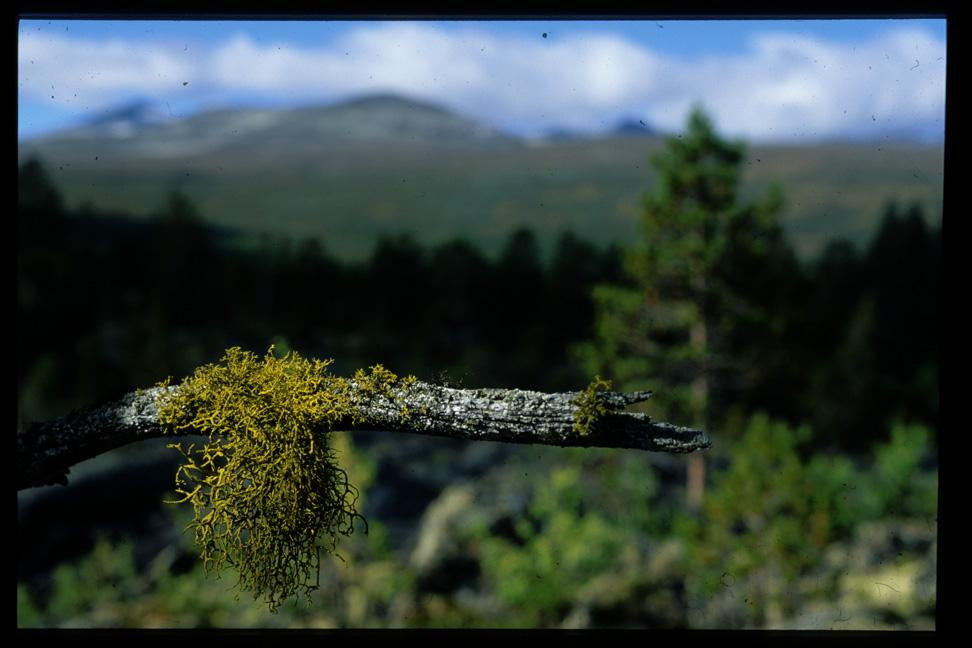 Hva gjør skogbruket med skogen?