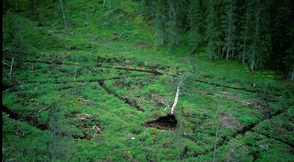 Hva gjør skogbruket med skogen?