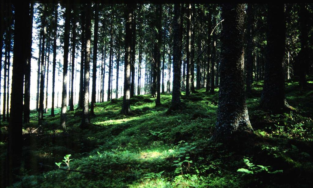 Hva gjør skogbruket med skogen?