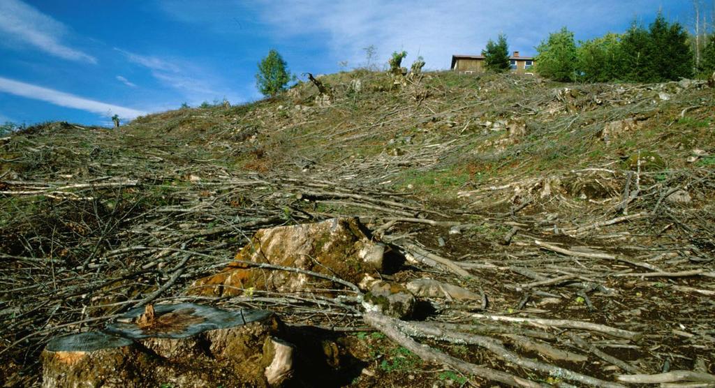 Hva gjør skogbruket med skogen?