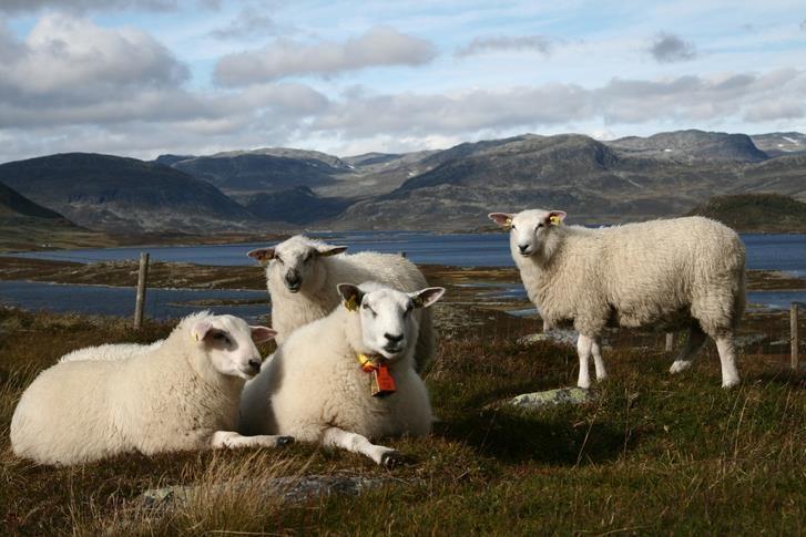 Hedmark Sau og Geit Årsmelding 2016