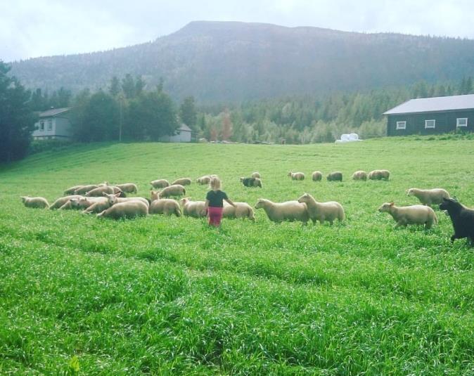 5 HJEMMESIDE Hjemmesida til Hedmark Sau og Geit har hatt en økning i antall besøk i 2016.