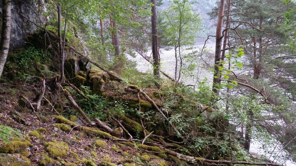 skogen i en sammenbruddsfase og tilgangen