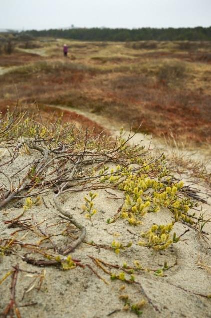 Einarsneshalsen finnes et strandeng- og strandsumpområde med utformingen skjermede strandsumper.