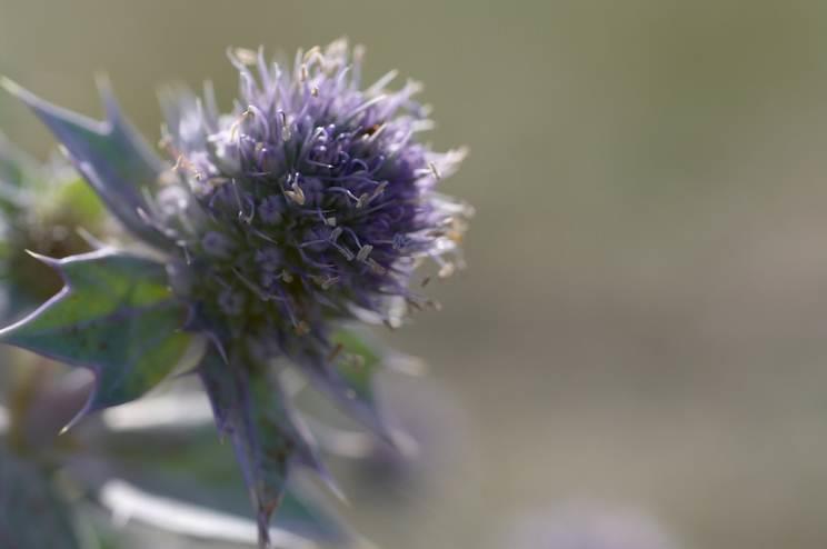 Verneverdier Landskap/geologi Natur/vegetasjon Flora Haugestranda består av variert, stedvis kupert og stedvis flatt landskap omkring havets nivå, med noe stigning i søndre del.