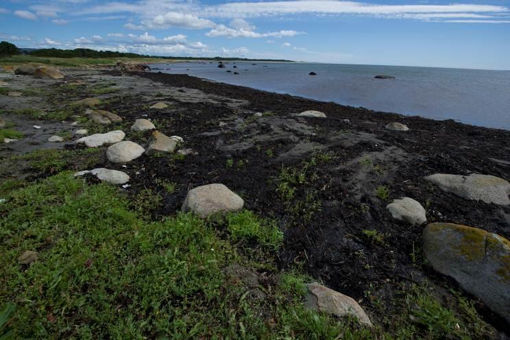 Verneverdier Landskap/geologi Natur/vegetasjon Østhasselstrand består i nord av lettere kupert beitemark som stiger noen få meter opp fra kysten. Mot sør dominerer rullesteinstrand.