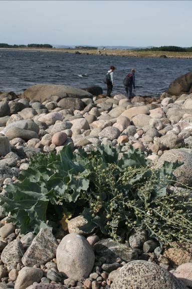 Grunneierforhold Verneverdier Landskap/geologi Natur/vegetasjon Et mindre område på Bausjesanden er offentlig friluftsområde. Forøvrig private grunneiere.