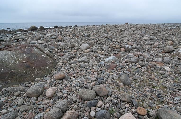 Natur/vegetasjon Flora Fauna Vegetasjonstypene driftsinfluert grus/steinstrand med strandkvannutforming (VU) og saltenger (VU) er dominerende. Det er ikke registrert sjeldne arter.