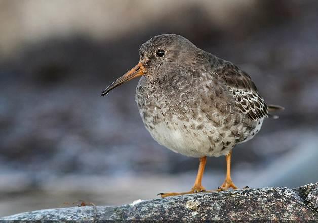 består av driftsinfluert grus-/steinstrand med strandkvann-utforming (VU), i nord med svært lite vegetasjonsdekke. Stedvis finnes fine utforminger av kystlynghei (EN).