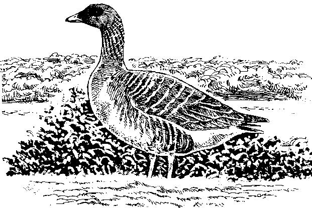 Trekktoppen for sædgjess om våren var 8. mai, med største antall på 128 fugler. På myteplass ble det talt 1553 sædgjess, og det ble funnet én sædgås med halsring som ble avlest.