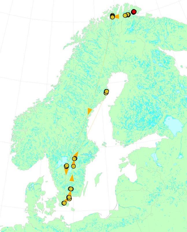 Figur 4. Oversikt over trekkforløp for sædgåshannen av underarten fabalis med satellittsender (gul halsring G58) etter fangst ved myteplass 31. juli 2012 og fram til 22. april 2013.