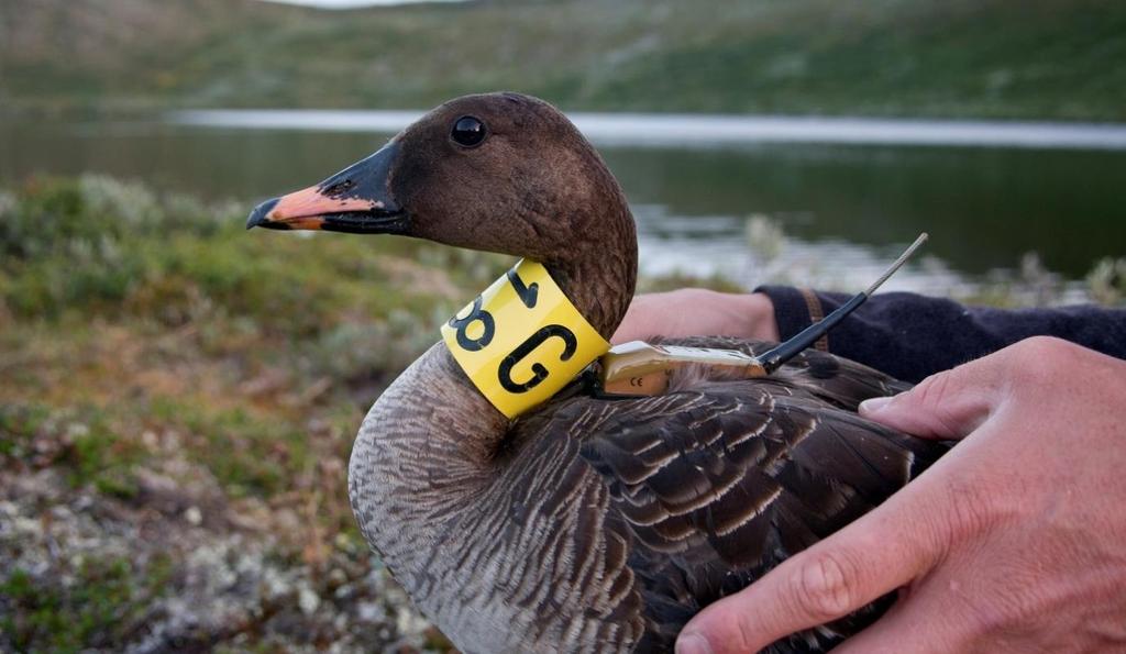 Foto: Ingar Jostein Øien. Figur 6.