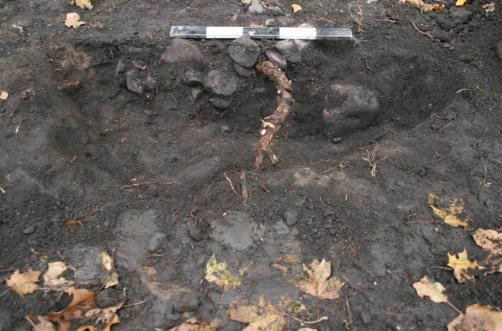 Undergrunnen består av gråbrun silt med noe sand og enkelte stein. Mye røtter i strukturen pga. nærliggende lønnetrær.