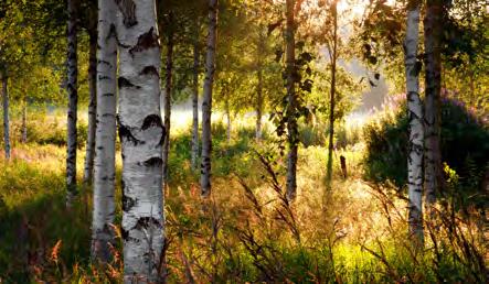 gangavstand gjennom skogen.